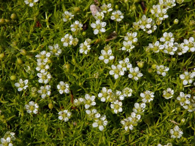 Úrazník šídlovitý (Sagina subulata (Sw.) C. Presl)