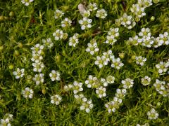 Úrazník šídlovitý (Sagina subulata (Sw.) C. Presl)   