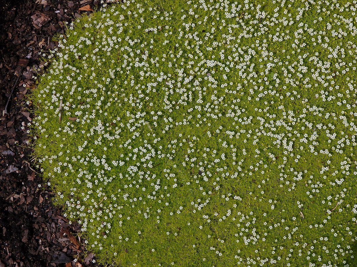 Úrazník šídlovitý (Sagina subulata (Sw.) C. Presl)