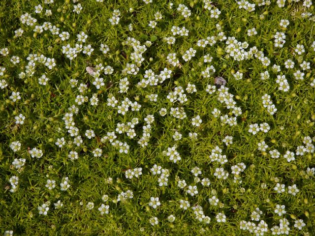 Úrazník šídlovitý (Sagina subulata (Sw.) C. Presl)