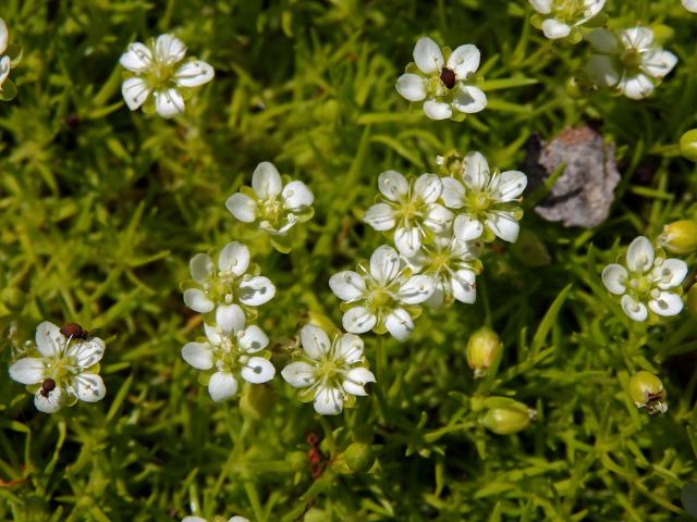 Úrazník šídlovitý (Sagina subulata (Sw.) C. Presl)