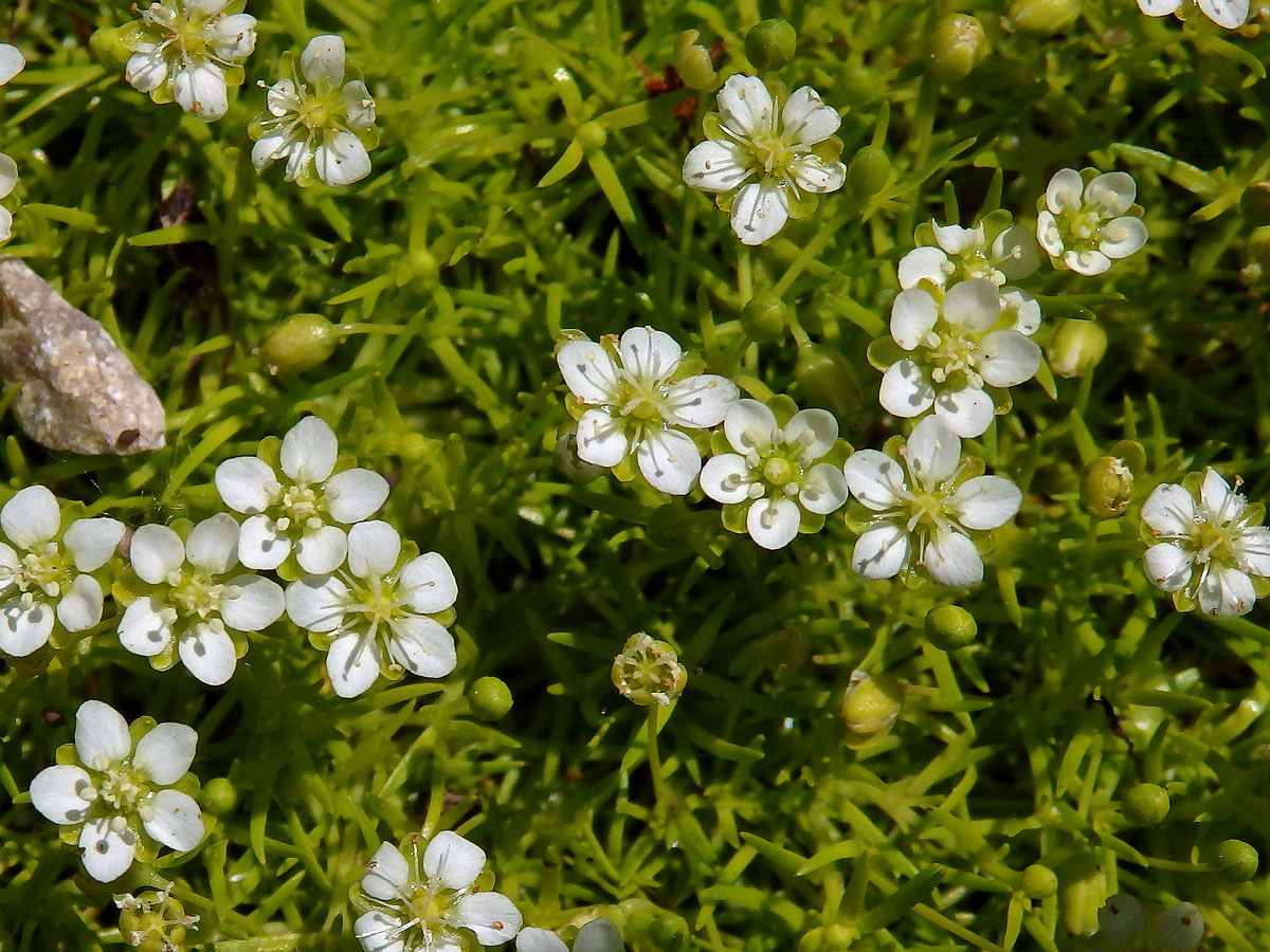 Úrazník šídlovitý (Sagina subulata (Sw.) C. Presl)