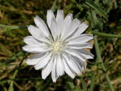 Čekanka obecná (Cichorium intybus L.) - květenství bez barviva (1b)