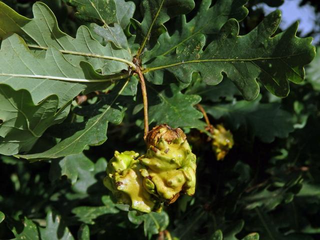 Hálky žlabatky kalichové (Andricus quercuscalicis)
