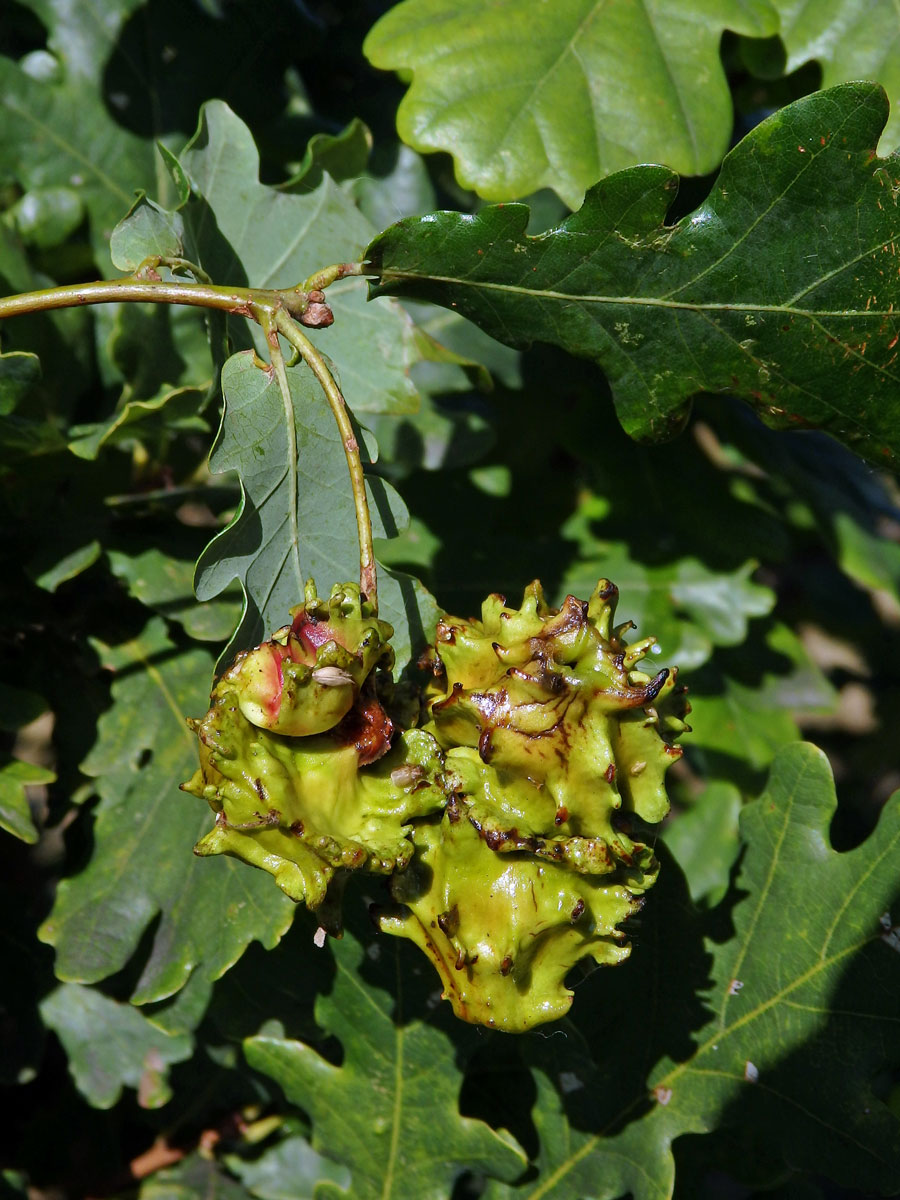 Hálky žlabatky kalichové (Andricus quercuscalicis)