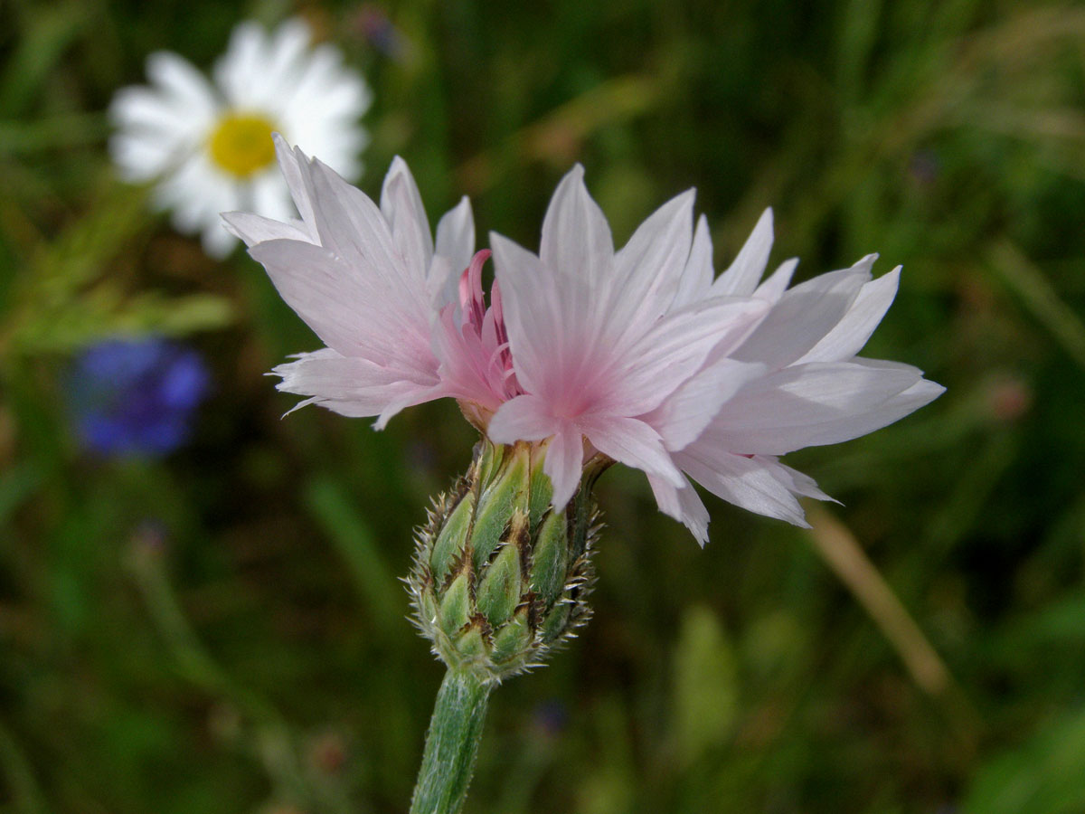 Chrpa modrá (Centaurea cyannus L.) - květenství světle růžové barvy (2)