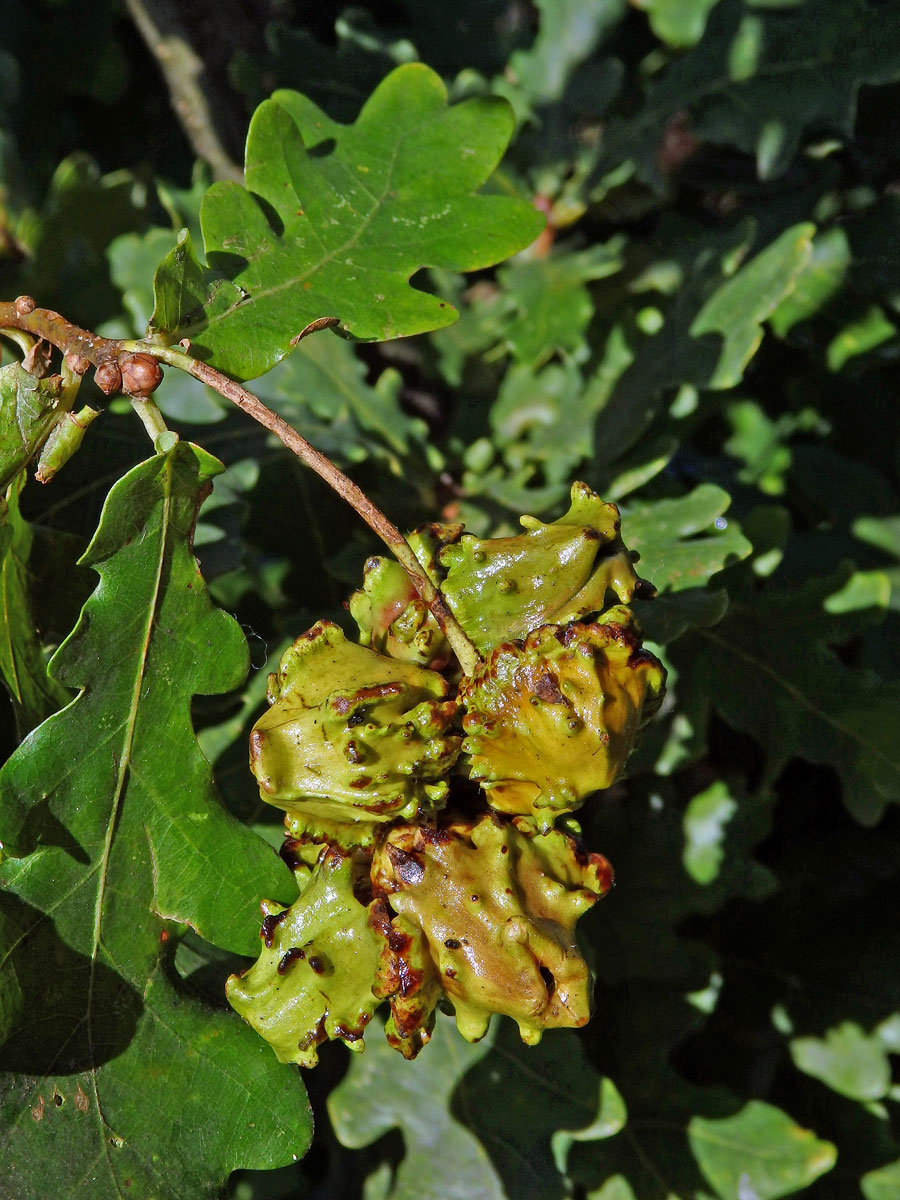 Hálky žlabatky kalichové (Andricus quercuscalicis)