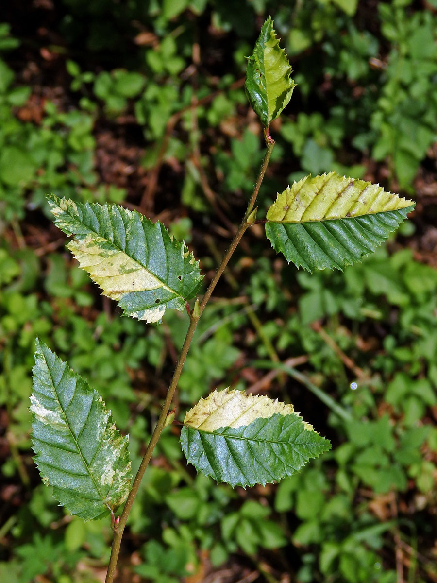 Jilm habrolistý (Ulmus minor Mill.) panašovaný (5a)