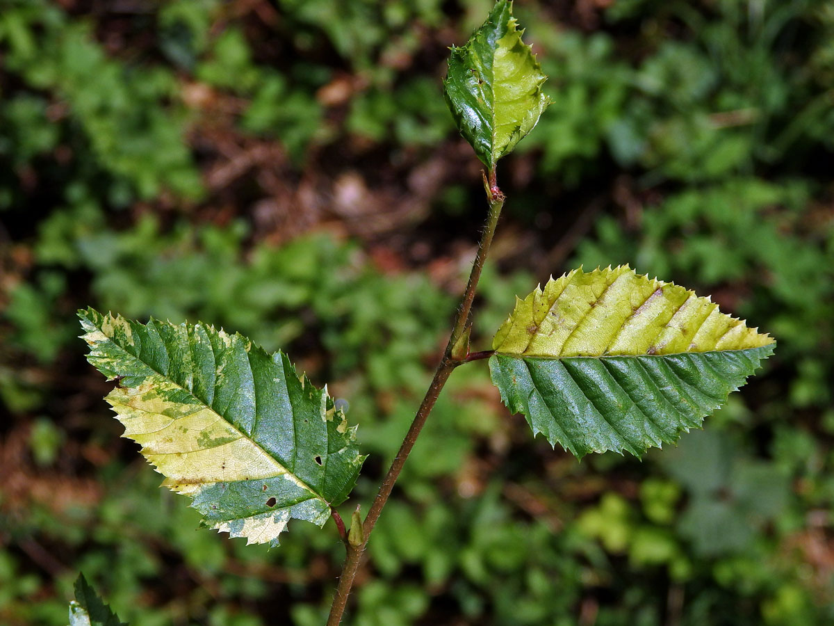 Jilm habrolistý (Ulmus minor Mill.) panašovaný (5b)