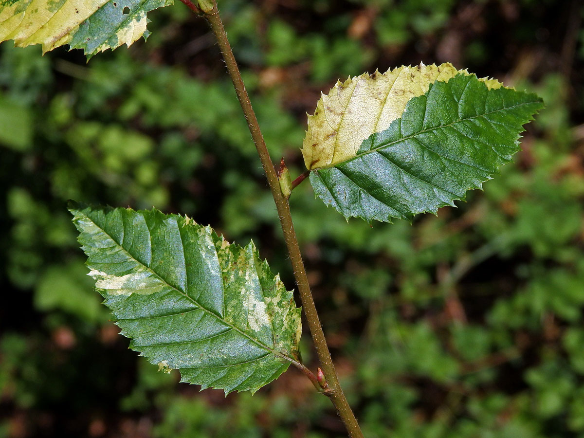 Jilm habrolistý (Ulmus minor Mill.) panašovaný (5c)