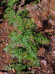 Řeřišnice nedůtklivá (Cardamine impatiens L.)