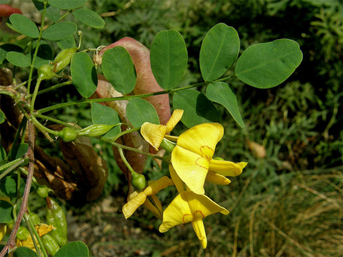 Žanovec měchýřník (Colutea arborescens L.)