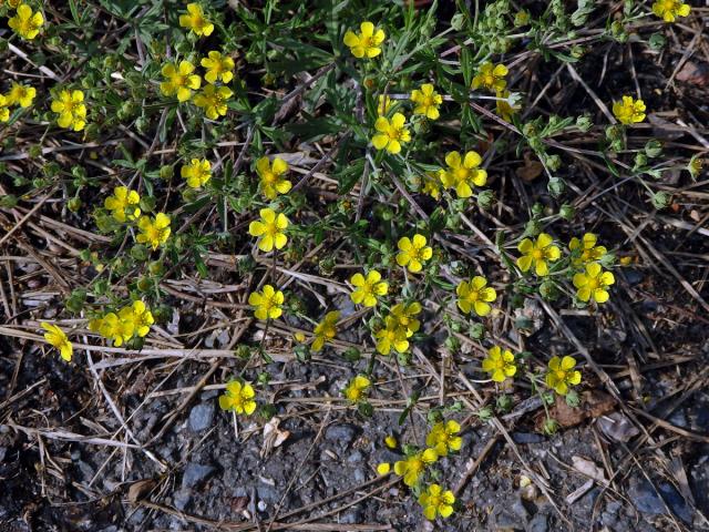 Mochna stříbrná (Potentilla argentea L.)