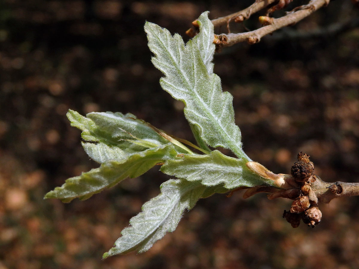 Dub pýřitý (Quercus pubescens Willd.)