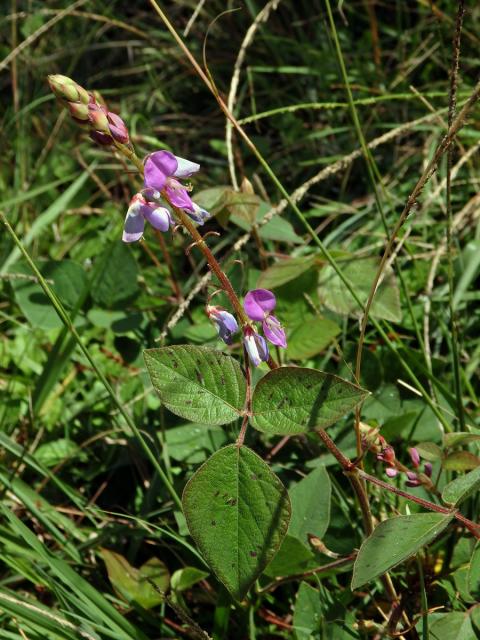 Stužkovec (Desmodium intortum (P. Mill.) Urban)