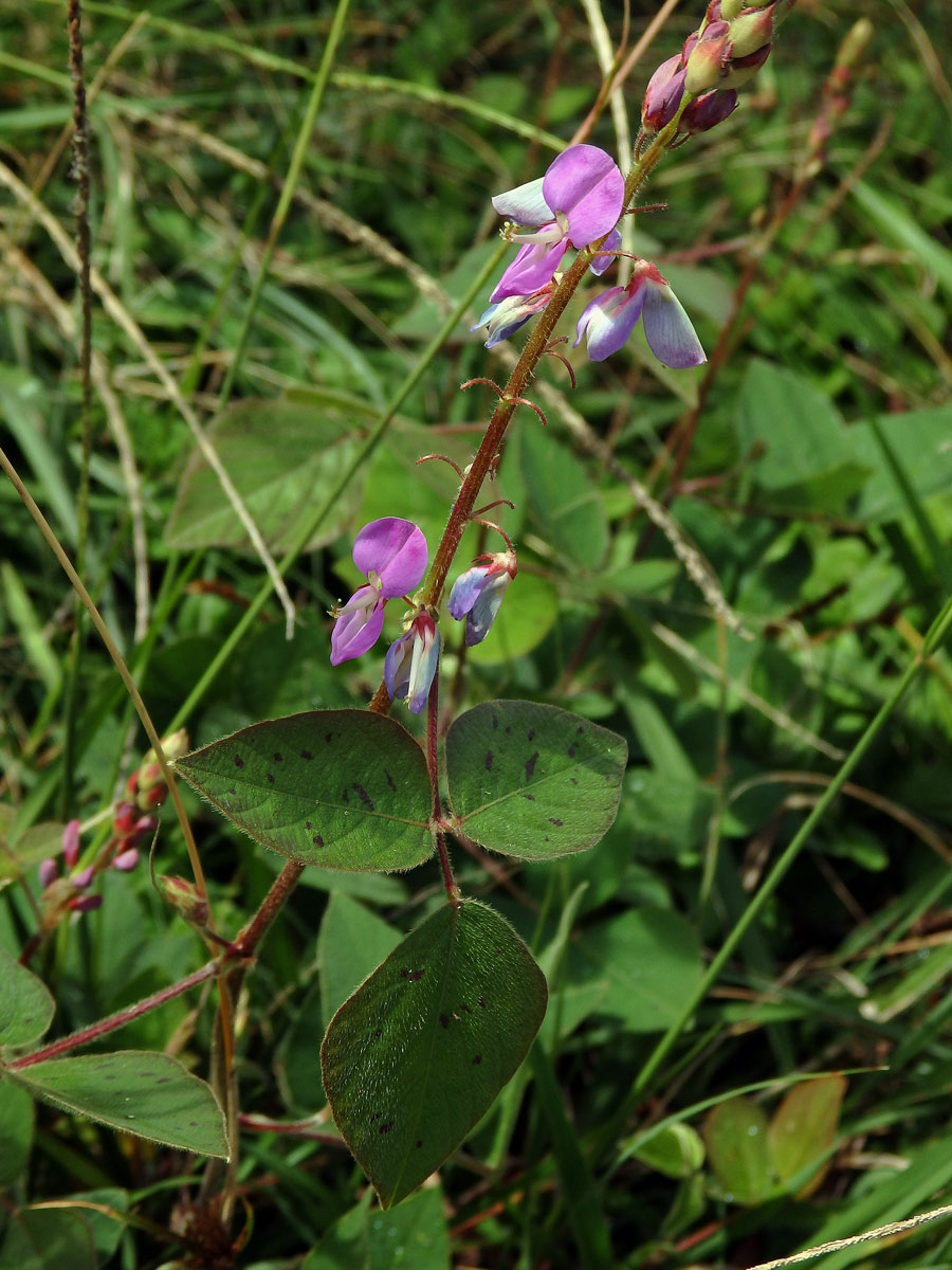 Stužkovec (Desmodium intortum (P. Mill.) Urban)