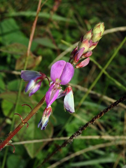 Stužkovec (Desmodium intortum (P. Mill.) Urban)