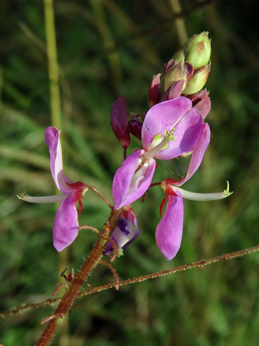 Stužkovec (Desmodium intortum (P. Mill.) Urban)