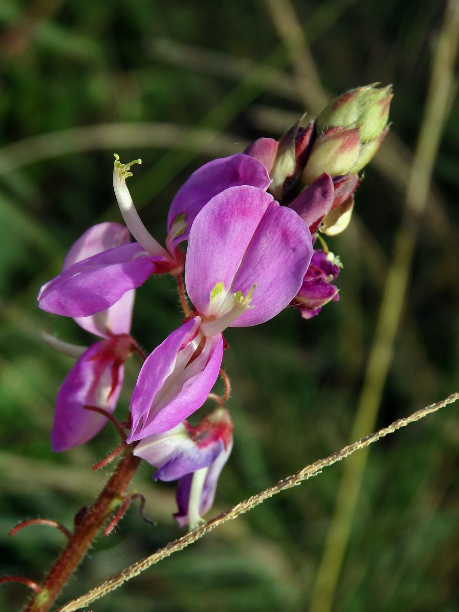 Stužkovec (Desmodium intortum (P. Mill.) Urban)