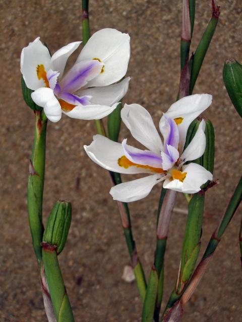 Dietes grandiflora N. E. Br.