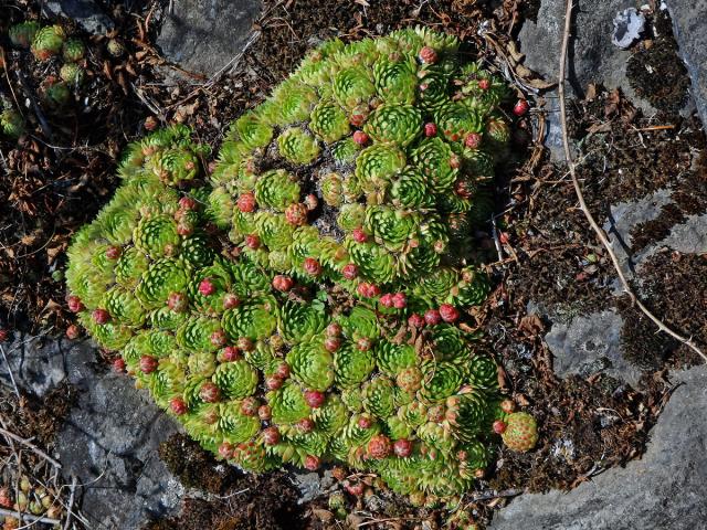 Netřesk výběžkatý (Jovibarba globifera (L.) Parnell)