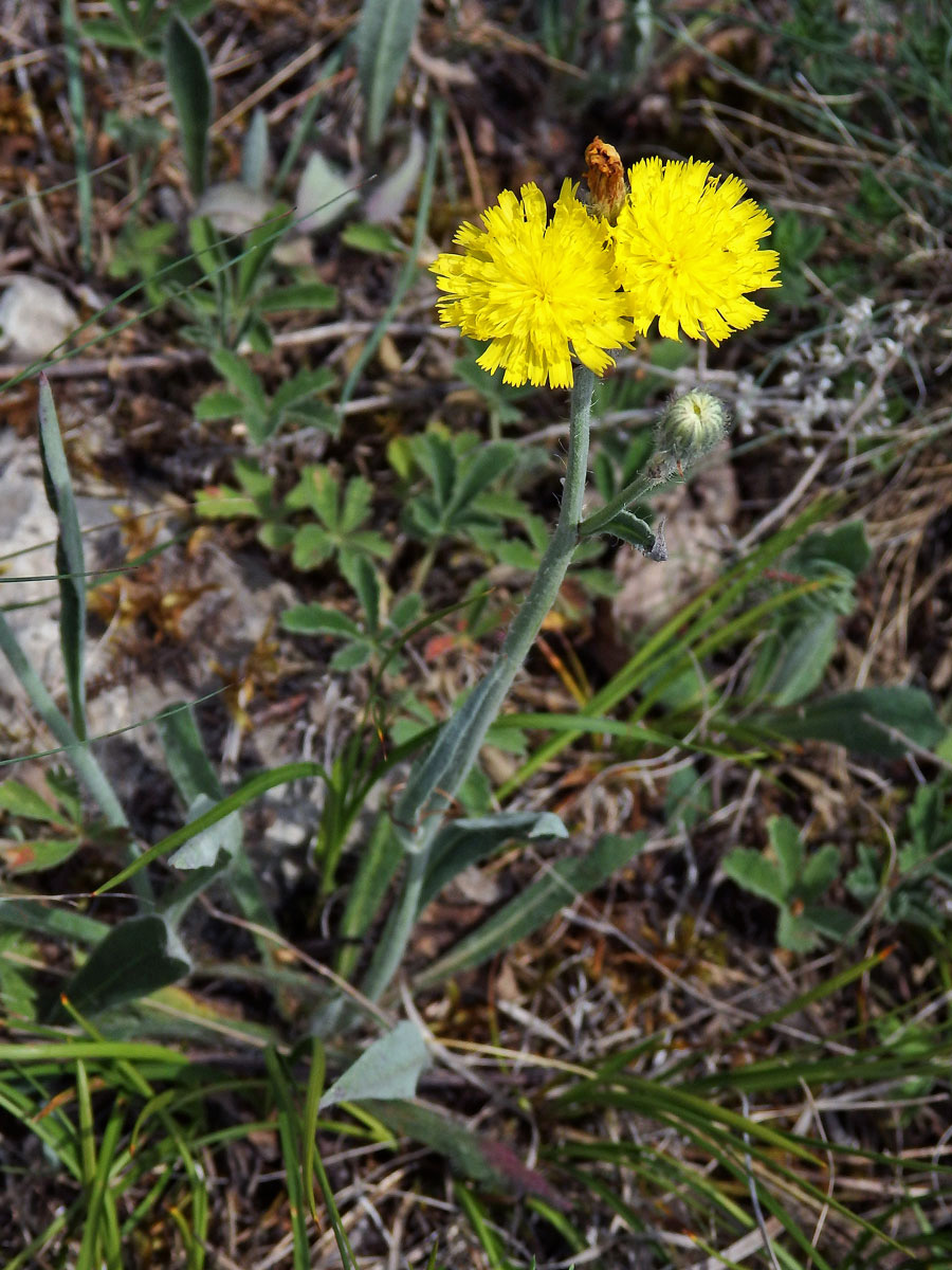 Jestřábník štětinatý (Hieracium rothianum Wallr.)