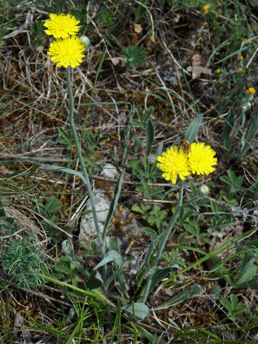 Jestřábník štětinatý (Hieracium rothianum Wallr.)