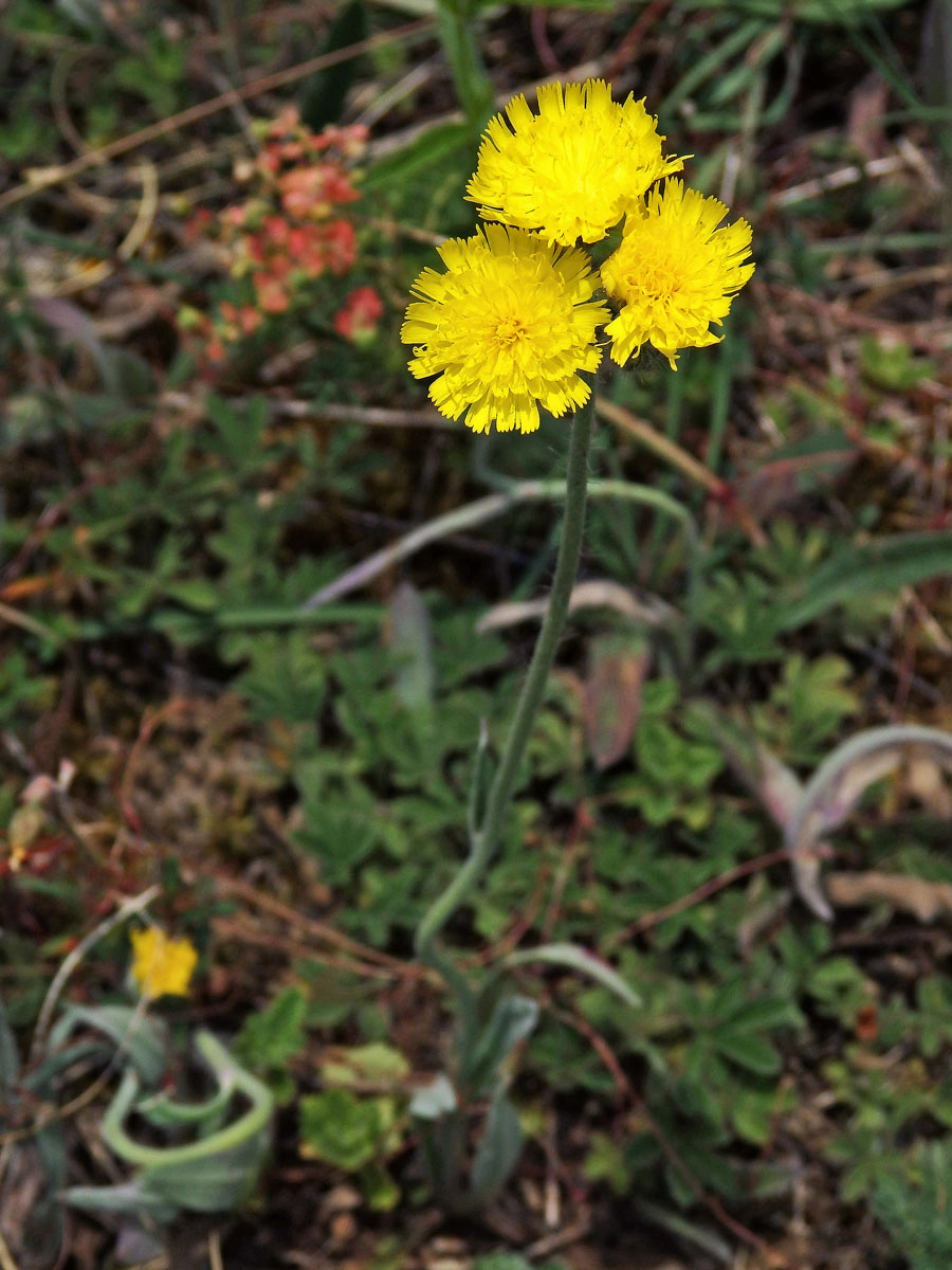 Jestřábník štětinatý (Hieracium rothianum Wallr.)