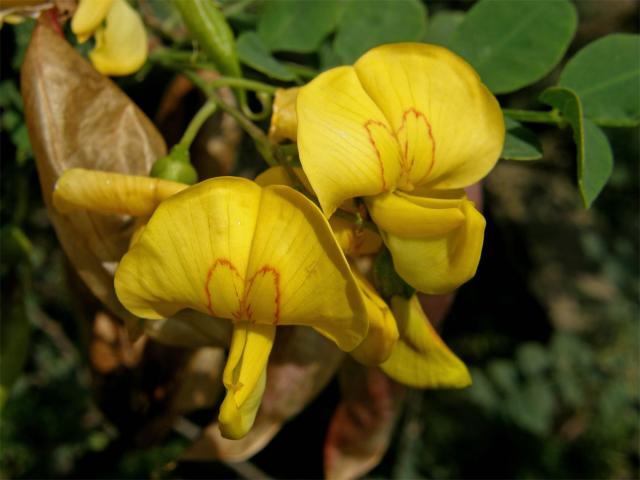 Žanovec měchýřník (Colutea arborescens L.)