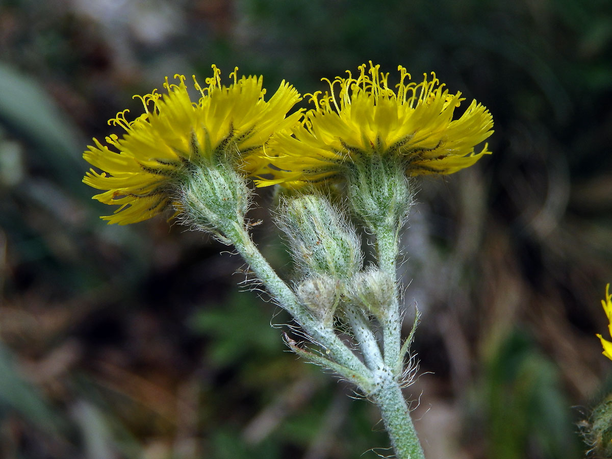 Jestřábník štětinatý (Hieracium rothianum Wallr.)