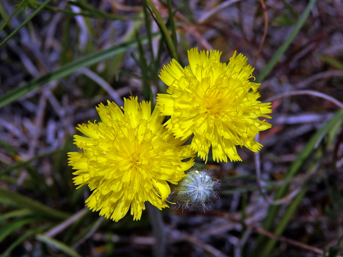 Jestřábník štětinatý (Hieracium rothianum Wallr.)