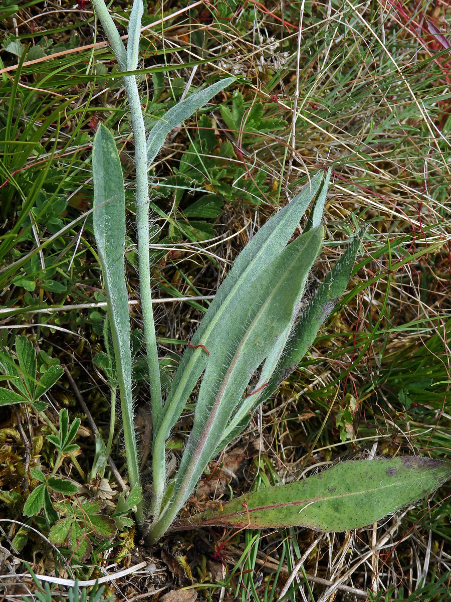 Jestřábník štětinatý (Hieracium rothianum Wallr.)