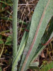 Jestřábník štětinatý (Hieracium rothianum Wallr.)