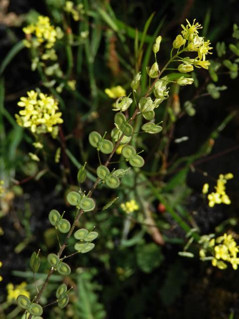 Dvojštítek (Biscutella maritima Ten.)