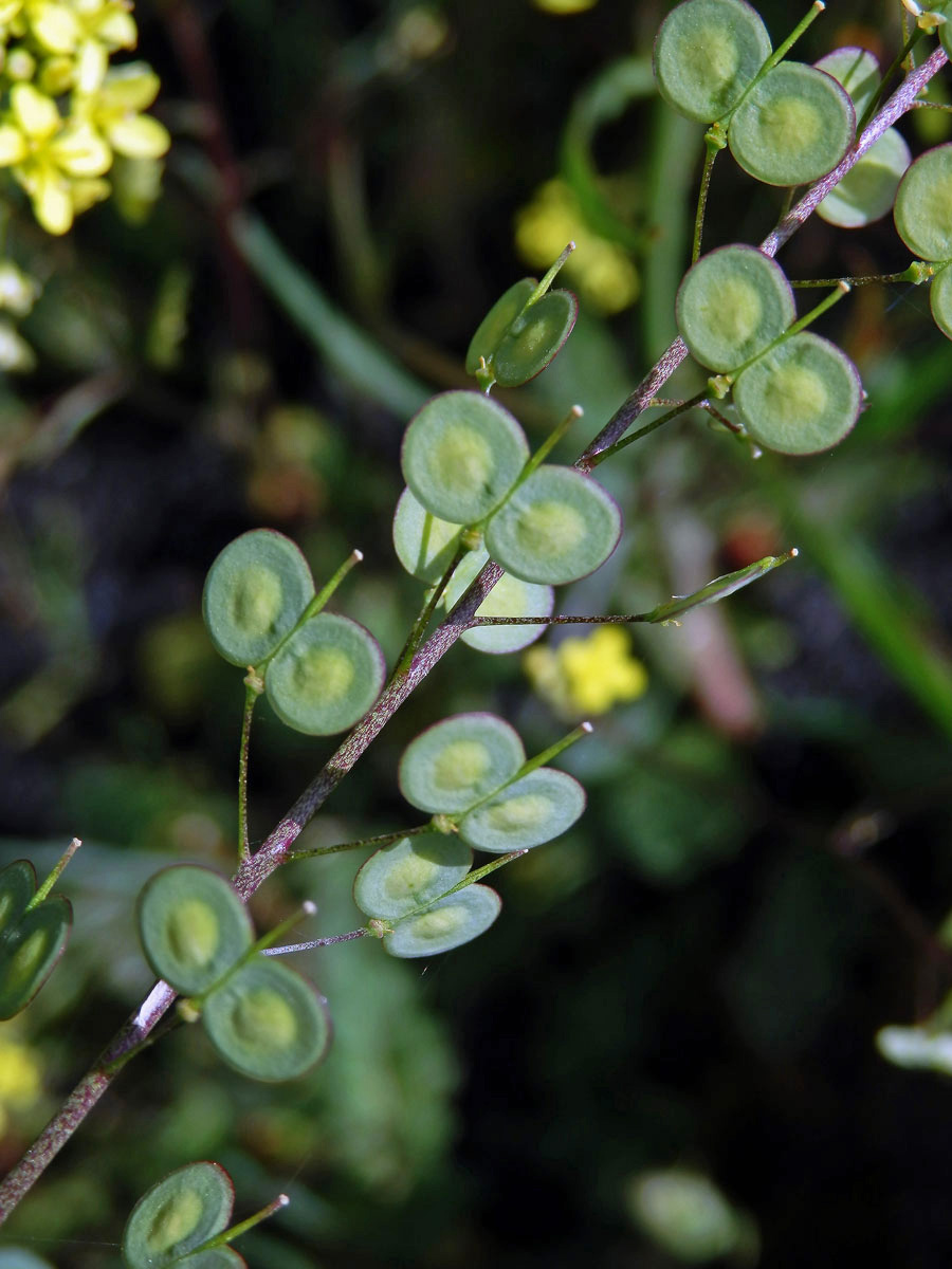 Dvojštítek (Biscutella maritima Ten.)