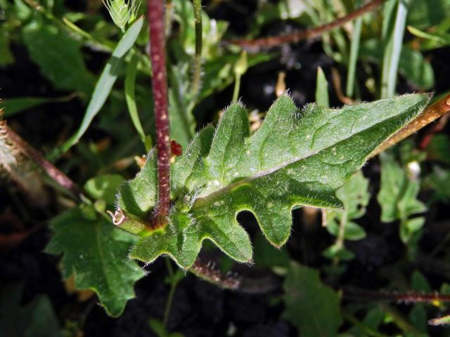 Dvojštítek (Biscutella maritima Ten.)