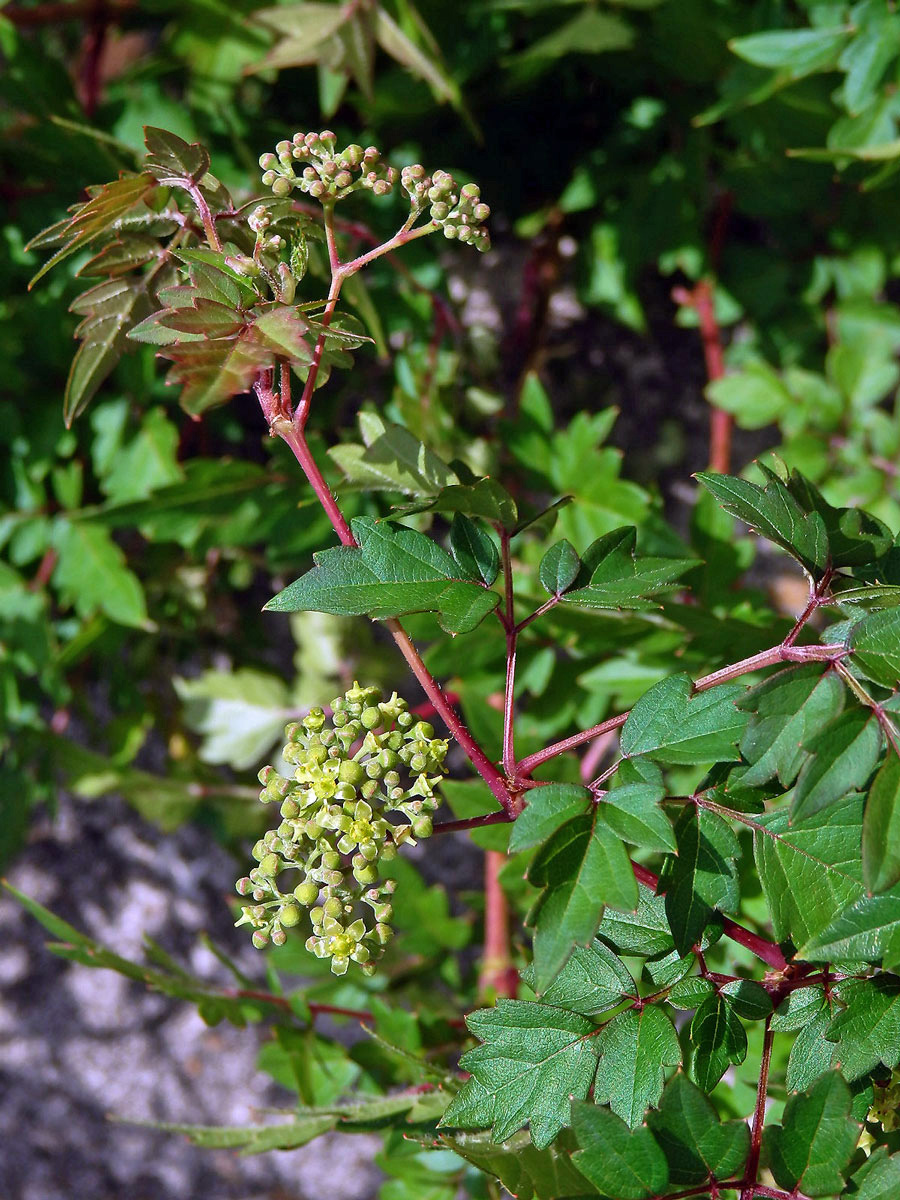 Révovník (Ampelopsis arborea (L.) Koehne)