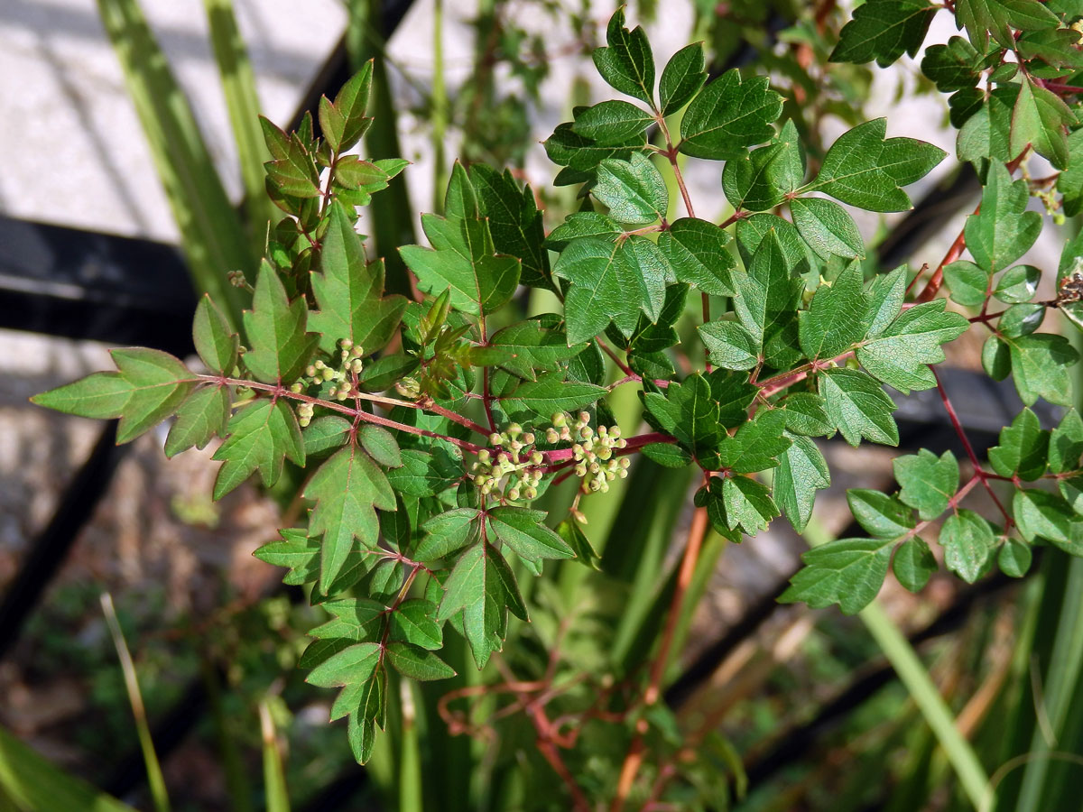 Révovník (Ampelopsis arborea (L.) Koehne)