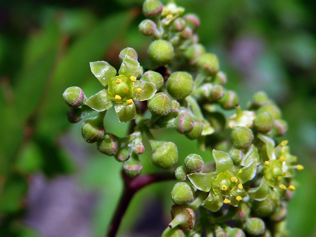 Révovník (Ampelopsis arborea (L.) Koehne)