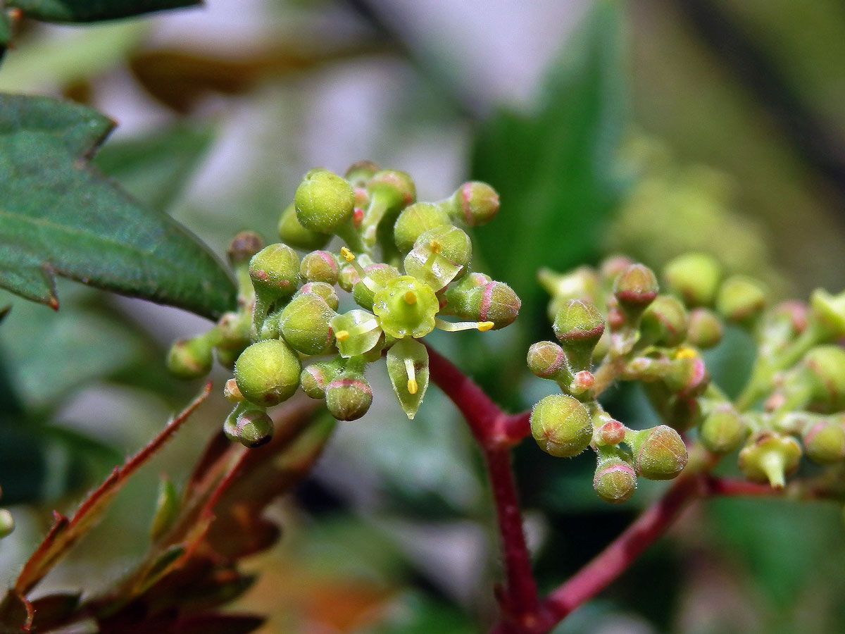 Révovník (Ampelopsis arborea (L.) Koehne)