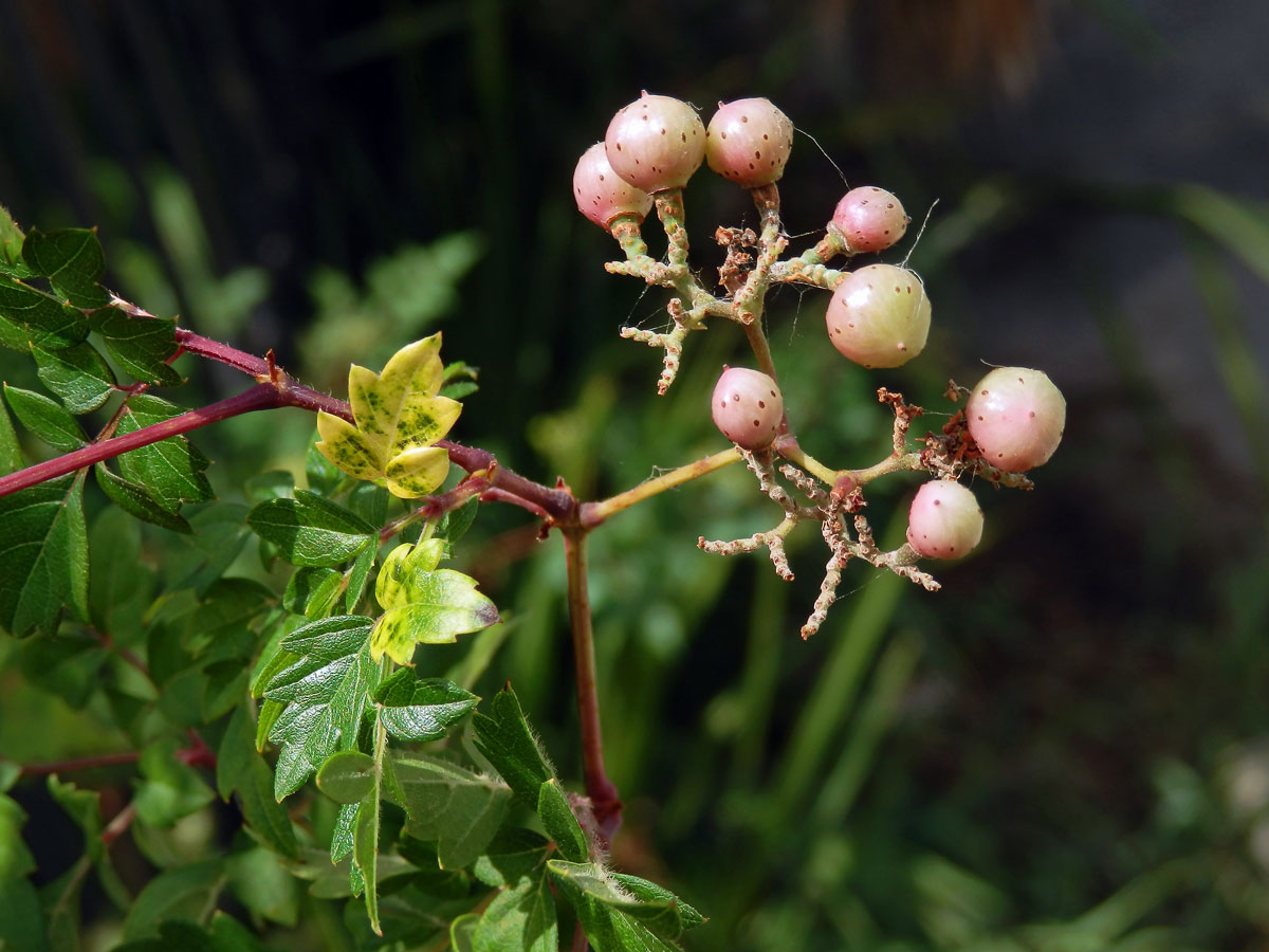 Révovník (Ampelopsis arborea (L.) Koehne)