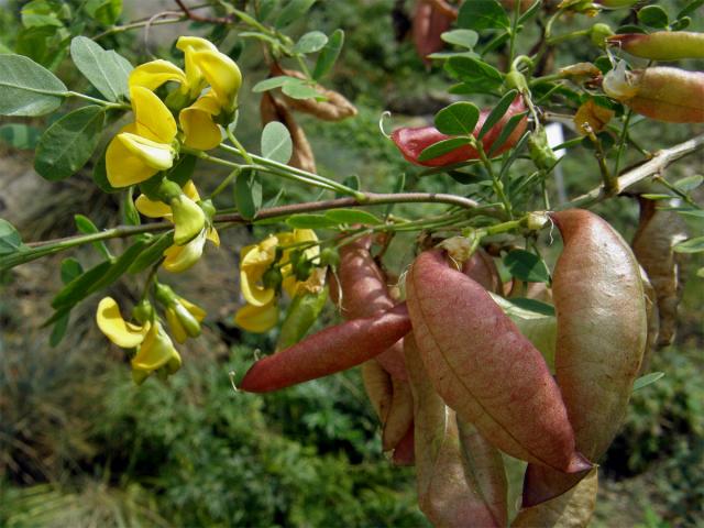 Žanovec měchýřník (Colutea arborescens L.)