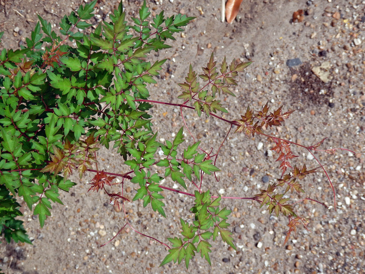 Révovník (Ampelopsis arborea (L.) Koehne)