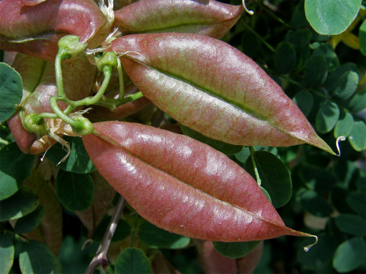 Žanovec měchýřník (Colutea arborescens L.)