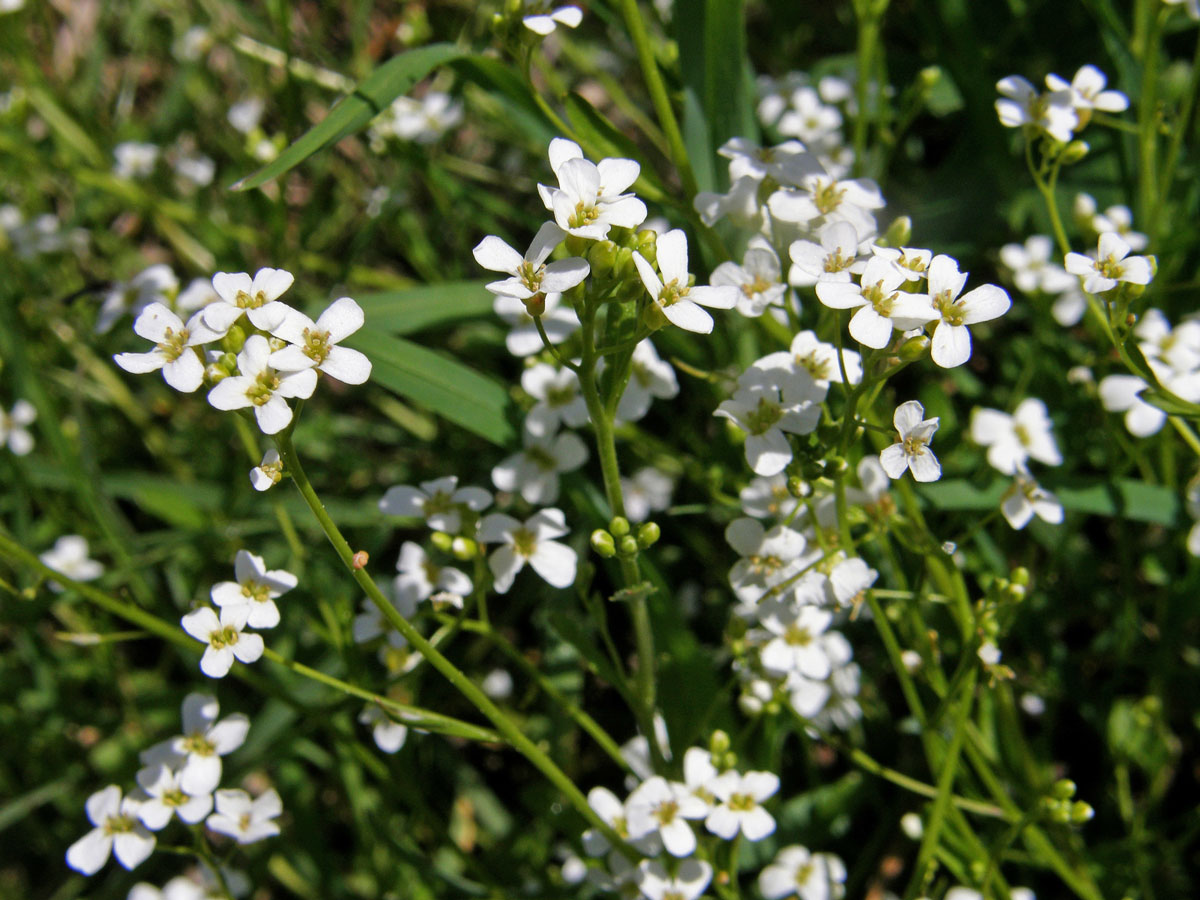 Řeřišničník Hallerův (Cardaminopsis halleri (L.) Hayek )