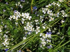 Řeřišničník Hallerův (Cardaminopsis halleri (L.) Hayek )