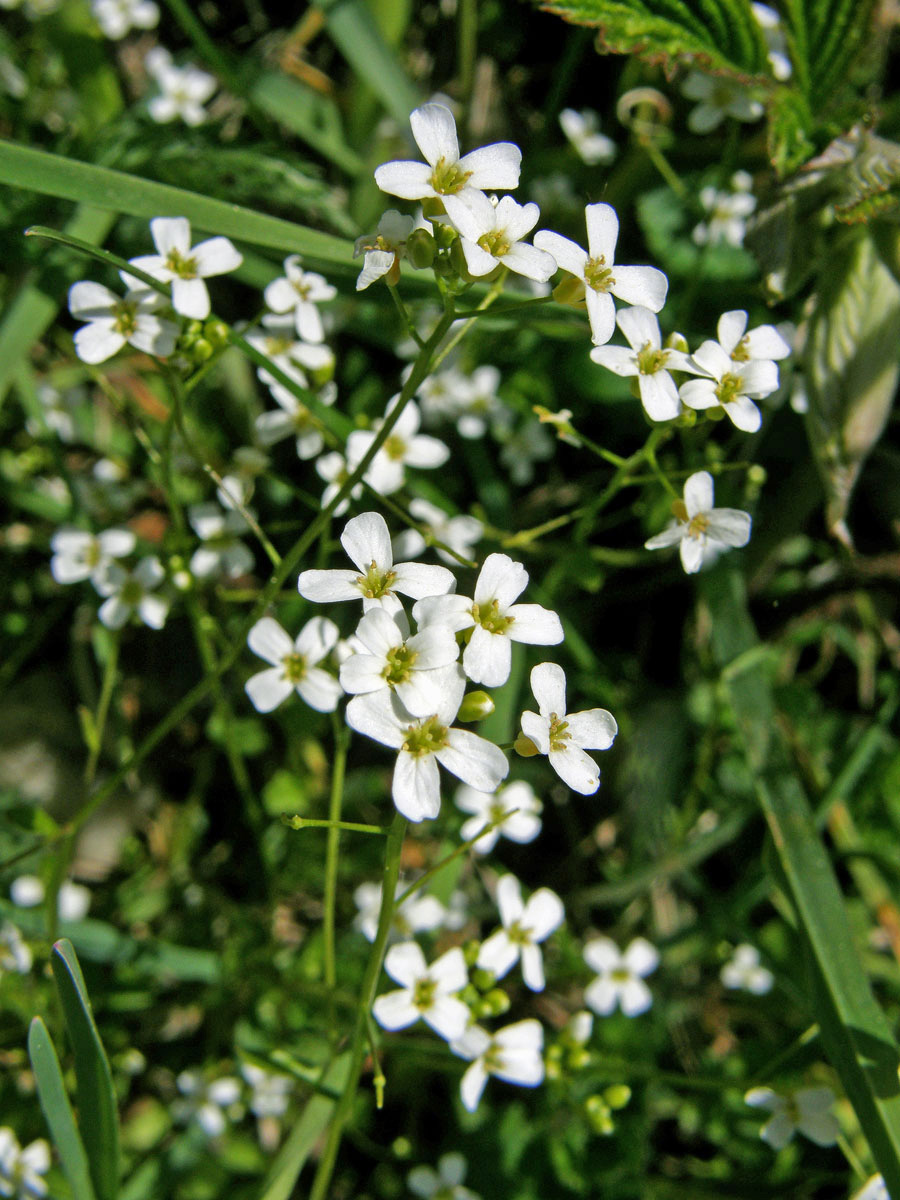 Řeřišničník Hallerův (Cardaminopsis halleri (L.) Hayek )