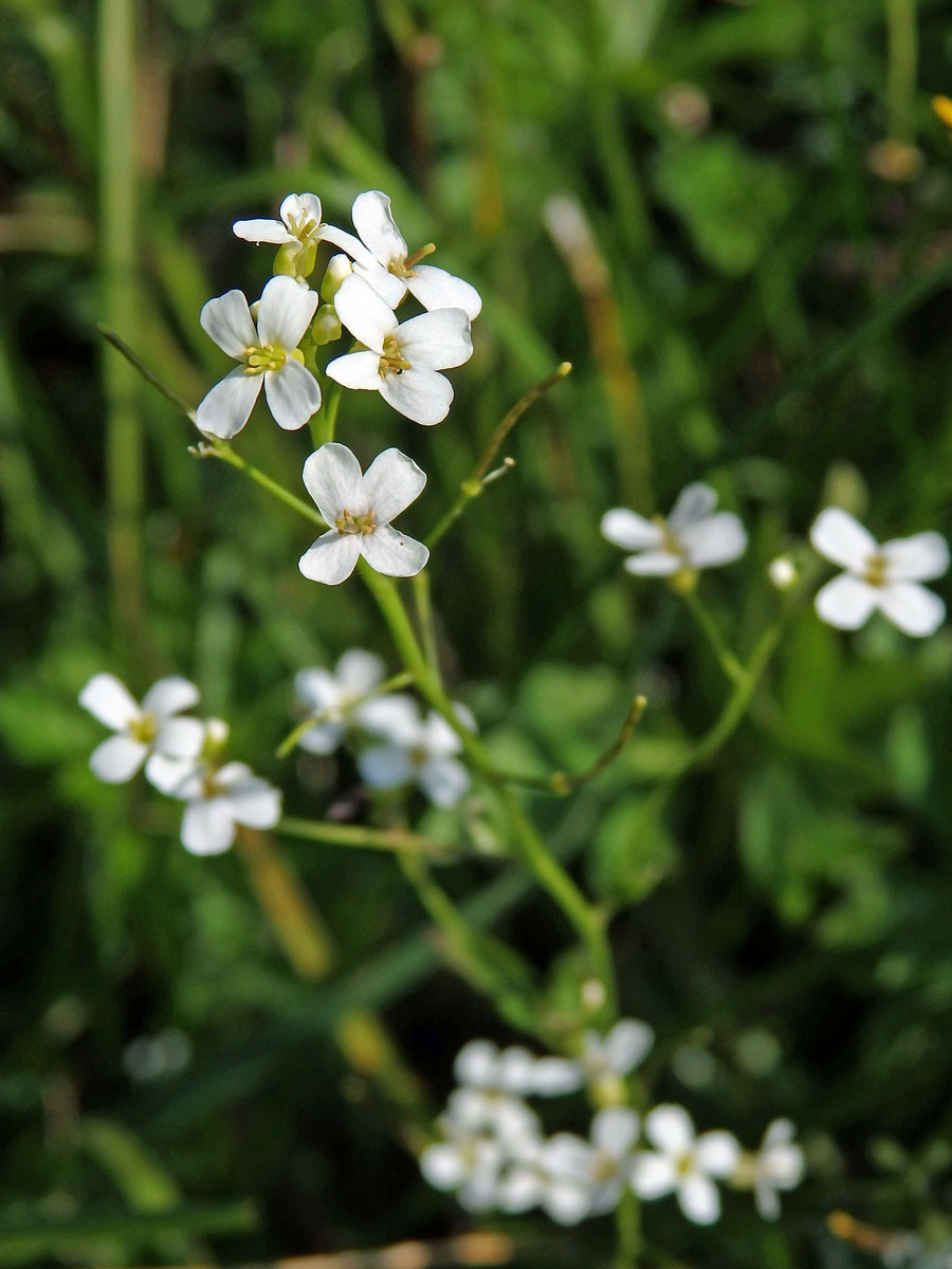 Řeřišničník Hallerův (Cardaminopsis halleri (L.) Hayek )