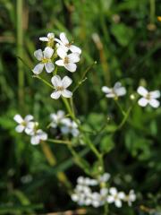 Řeřišničník Hallerův (Cardaminopsis halleri (L.) Hayek )