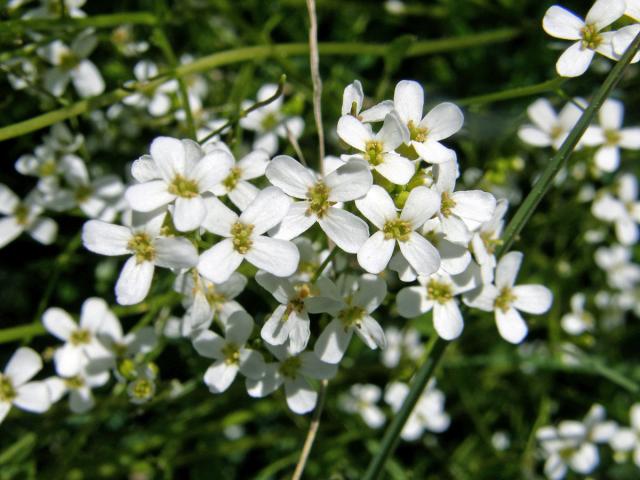 Řeřišničník Hallerův (Cardaminopsis halleri (L.) Hayek )